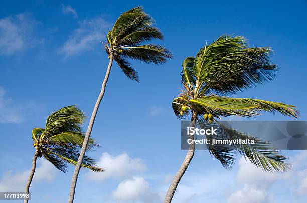 Foto de Palmeiras De Coco e mais fotos de stock de Aruba - Aruba, Coqueiro, Céu - Fenômeno natural