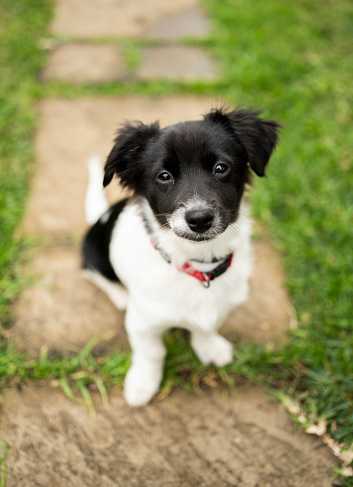 Portrait of an adorable little border collie puppy sitting outside on a foot path in a back yard