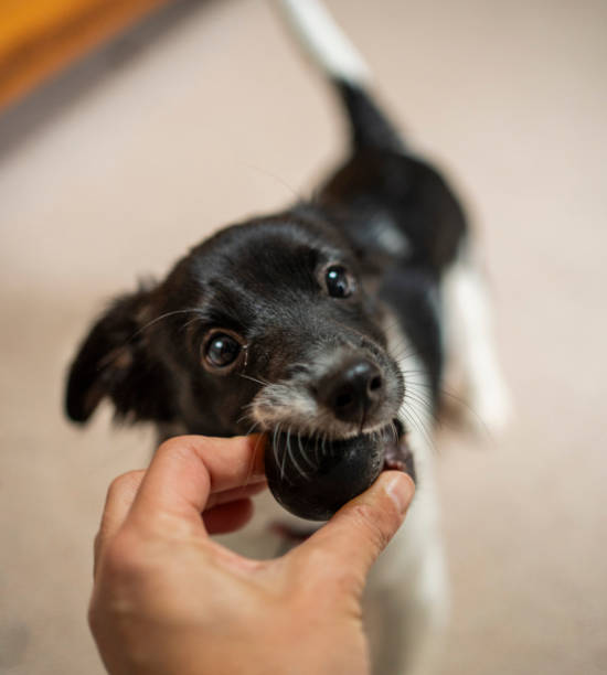istock Cute border collie puppy taking a ball from its owner's hand 1771143397