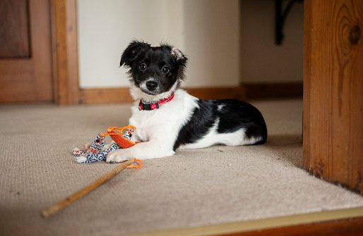 Portrait of an adorable little border collie puppy playing with a small toy on a carpet at home