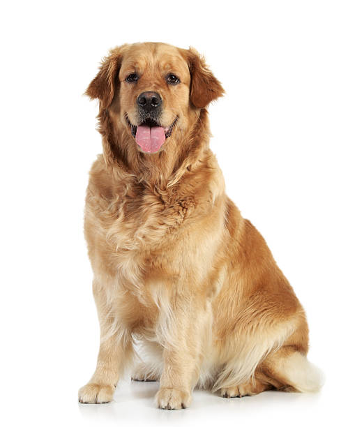 istock Golden retriever on white background 177114349