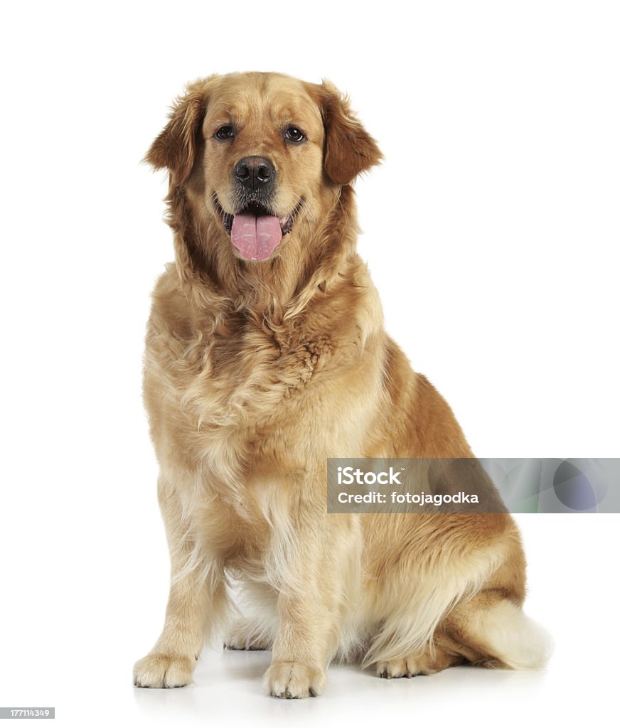 Golden retriever on white background  Adult Stock Photo