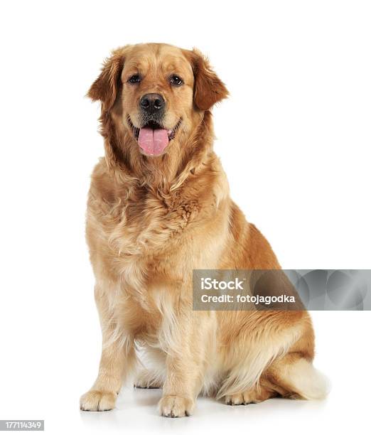 Golden Retriever On White Background Stock Photo - Download Image Now - Adult, Animal, Cute