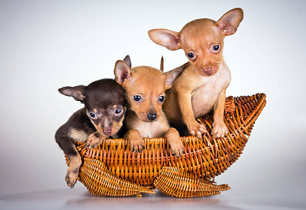 Puppies Russian toy terrier Puppies Russian toy terrier on a light gray background russkiy toy stock pictures, royalty-free photos & images