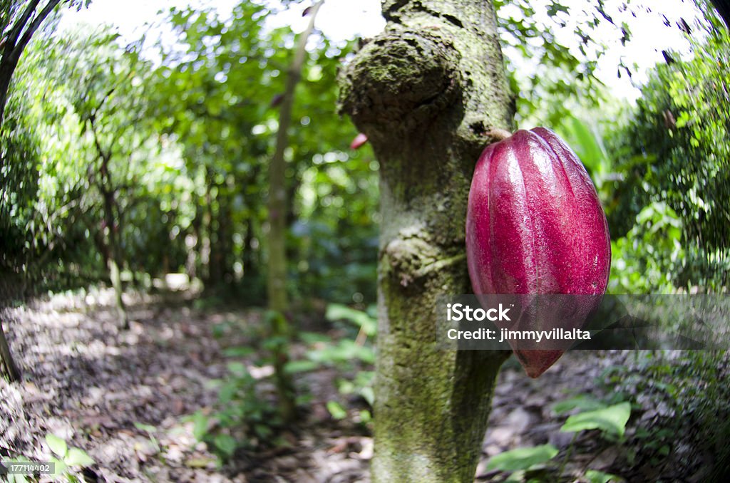 Cocoa Plant Cocoa Plant with fruit Bean Stock Photo