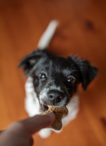 Close-up of an adorable little border collie puppy taking a dog treat from its owner at home