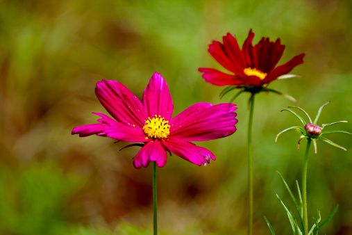 Cosmos bipinnatus colorful flowers bloom in spring