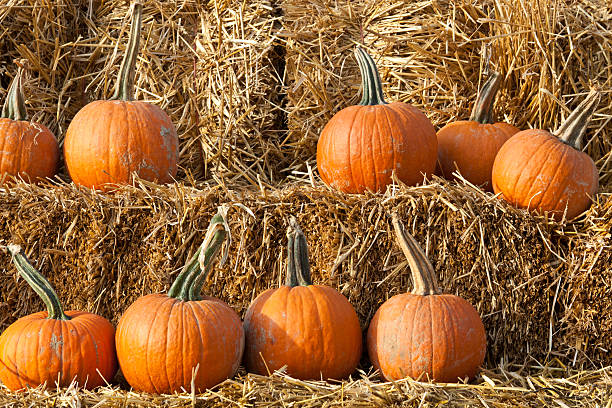 istock Pumpkins on Hay Bales 177114533