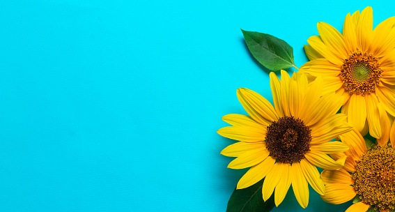 Three sunflowers with green leaves closeup, with large space for text, on light blue background