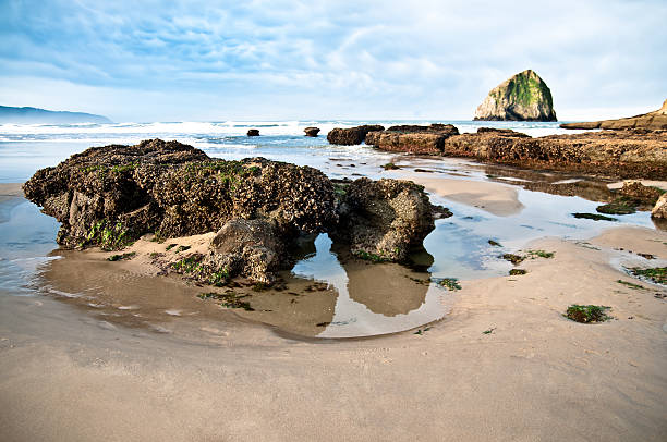 cape kiwanda beach - cape kiwanda state park zdjęcia i obrazy z banku zdjęć