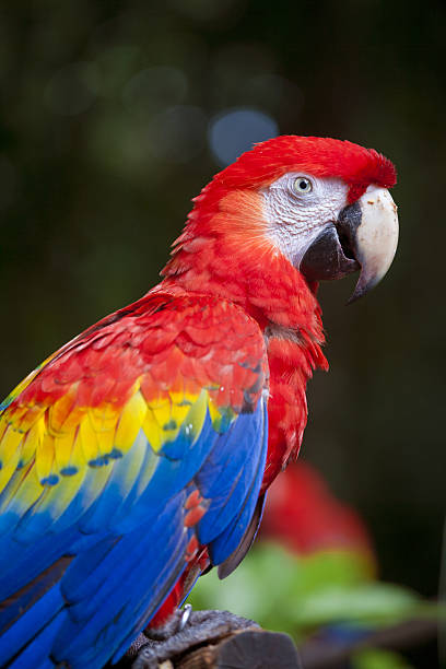 scarlet macaw stock photo