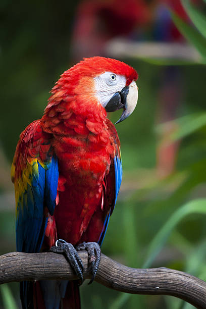 scarlet macaw stock photo