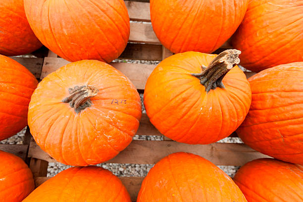 istock Pumpkins at the farmer market. 177115045