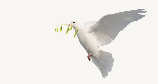 istock dove with olive branch isolated on white 1771154851