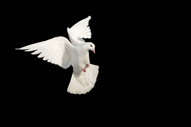 istock white dove, bird of peace in flight on a black background 1771154855