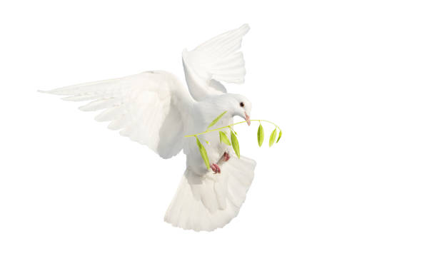 istock white dove with olive branch isolated on white 1771154856