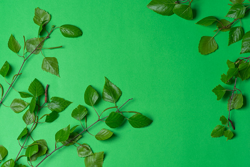 Birch twigs with small green leaves on a light green. With copy space