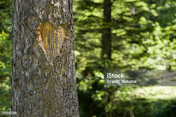 Geschnitzte Herz In Einem Baum Stockfoto und mehr Bilder von Baum - Baum, Herzform, Skulptur - Kunsthandwerkliches Erzeugnis