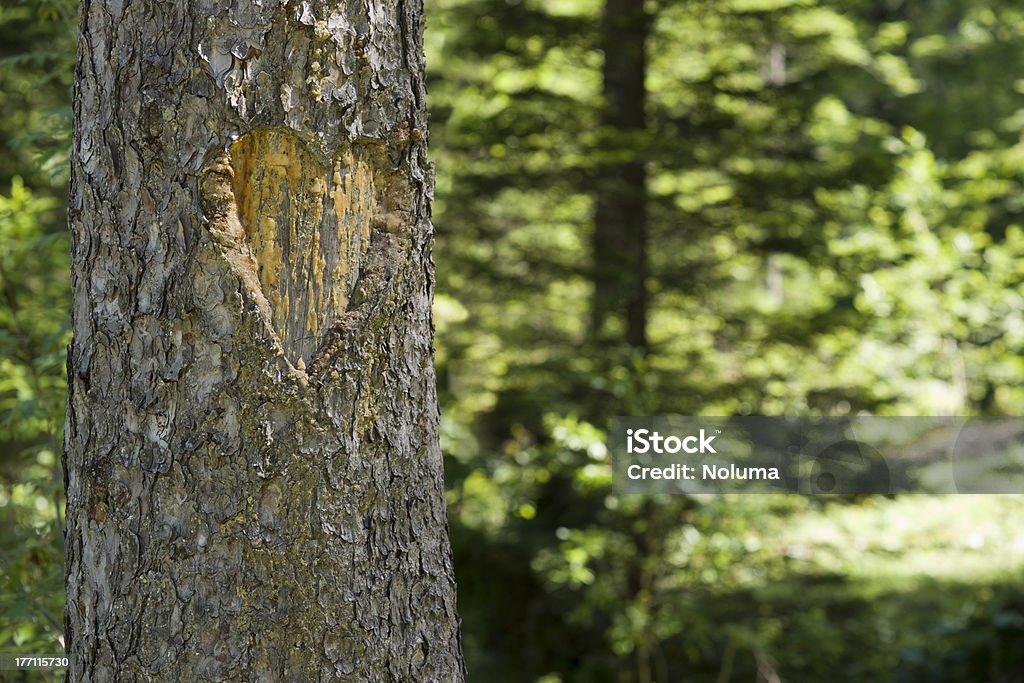 Rzeźbione serce drzewa - Zbiór zdjęć royalty-free (Drzewo)
