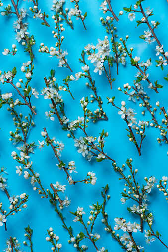 The white flowers that bloom with the arrival of spring are by far the most beautiful in nature. This is a gentle background with apricot blossoms on twigs, on a blue background
