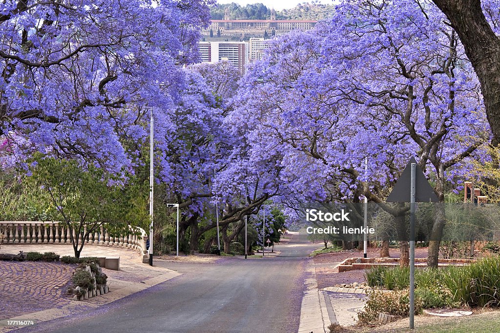 jacaranda trees "jacaranda trees lining the street in Pretoria, South Africa, purple bloom in October,with government Union buildings in the distance" Jacaranda Tree Stock Photo