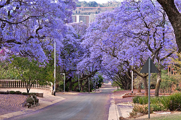 jacaranda trees "jacaranda trees lining the street in Pretoria, South Africa, purple bloom in October,with government Union buildings in the distance" union buildings stock pictures, royalty-free photos & images