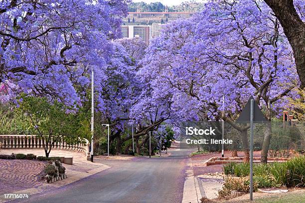 Jacaranda Trees Stock Photo - Download Image Now - Jacaranda Tree, Pretoria, South Africa