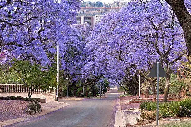 "jacaranda trees lining the street in Pretoria, South Africa, purple bloom in October,with government Union buildings in the distance"