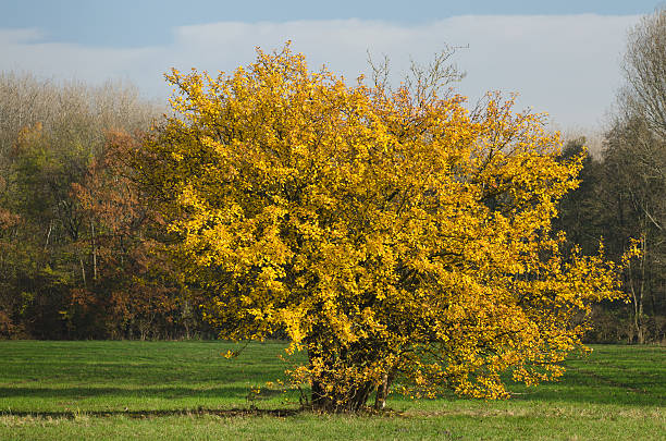 autumn-colored bush on a lawn stock photo