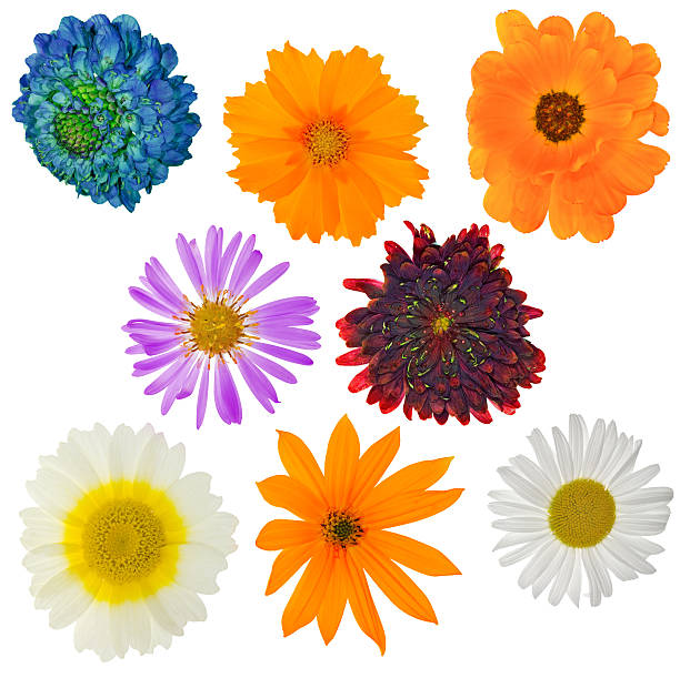 istock eight garden isolated flowers 177116147