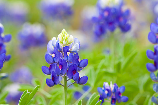 lupinus texensis - lupine single flower flower blue imagens e fotografias de stock