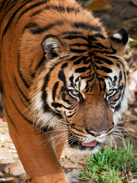 Sumatran Tiger stock photo