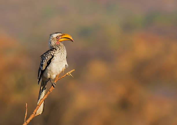istock Southern Yellow bill hornbill 177117706