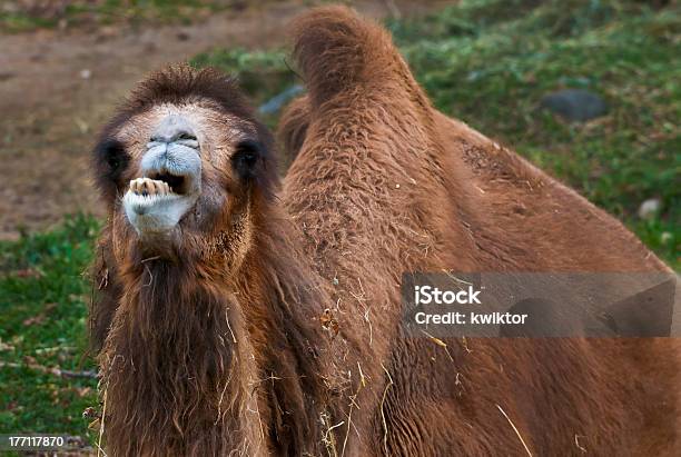 Cammello - Fotografie stock e altre immagini di Animale - Animale, Cammello, Composizione orizzontale