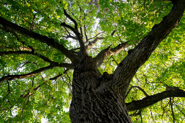 istock Tree from below. Wide angle view of  trees. 1771178787