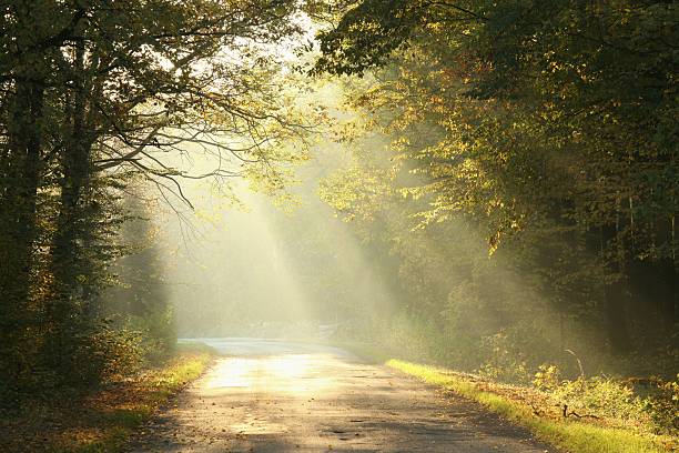 matin brumeux dans la forêt d'automne - scenics autumn mystery vibrant color photos et images de collection