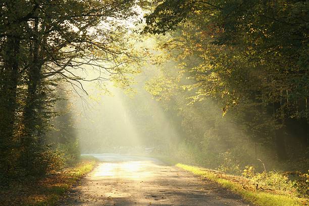 istock Misty morning in autumn forest 177117903