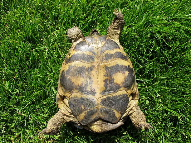 Tortoise with 3 Legs.Turning over Turtle.
