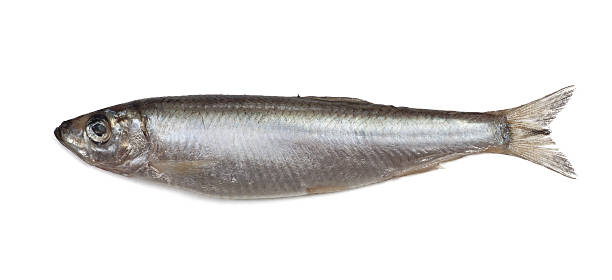 istock Salted sprat fish isolated on white background 177118100