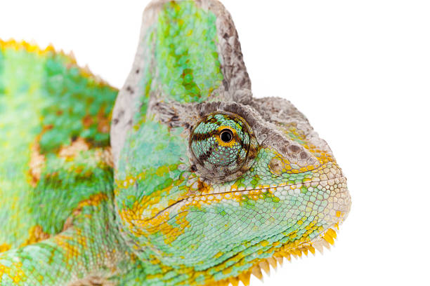 istock Close-up of big chameleon 177118141