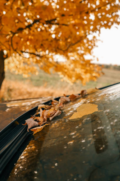 istock Yellow fallen leaves on a car window, beautiful picture 1771183709
