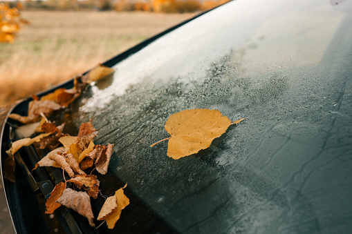 Yellow fallen leaves on a car window, beautiful picture.