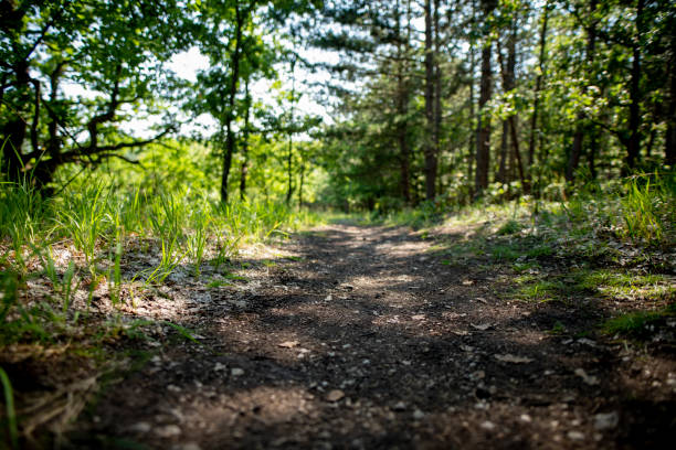 istock Sun beams through thick trees branches in dense green forest 1771185755