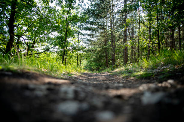 istock Sun beams through thick trees branches in dense green forest 1771186622