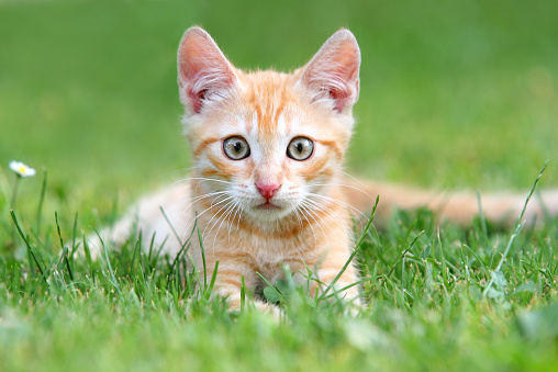 Orange kitten portrait