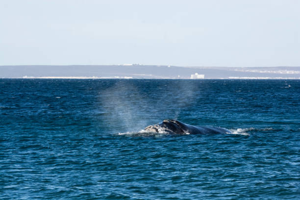 istock Sohutern right whales in the surface, Peninsula Valdes, 1771187017