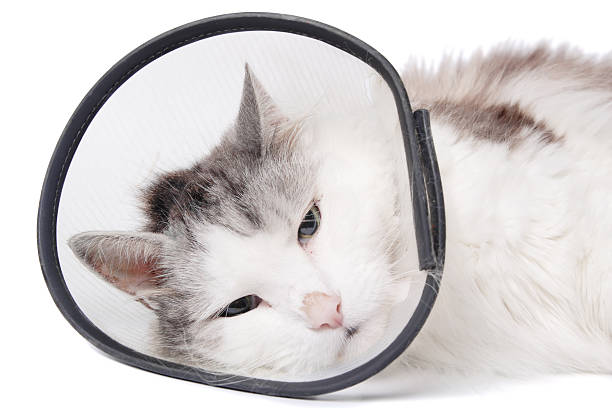 istock Cat wearing a protective "Elizabethan" collar 177118716