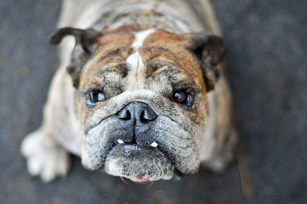 istock English Bulldog Mugshot 177118755