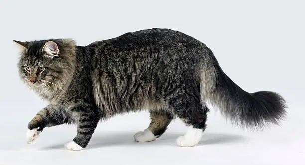 Photo of Norwegian Forest cat