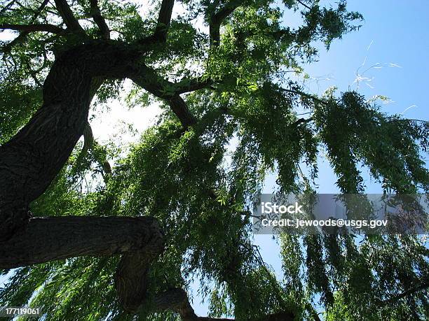 수양버드나무 선 및 스카이 0명에 대한 스톡 사진 및 기타 이미지 - 0명, 고요한 장면, 공원